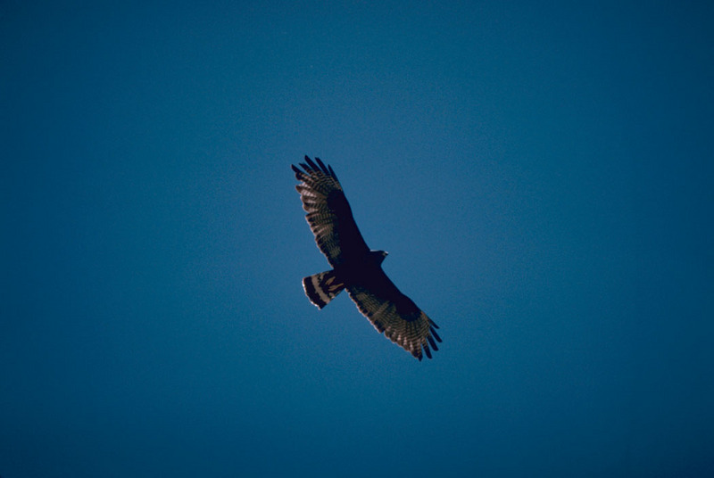 Zone tailed hawk.jpg