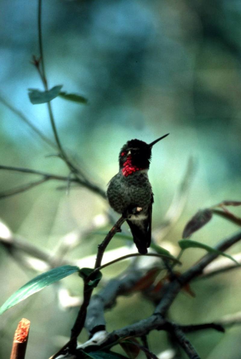 Anna\'s Hummingbird.jpg