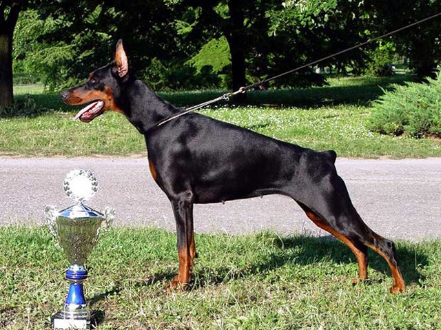 izrafel-eurotrophy.jpg