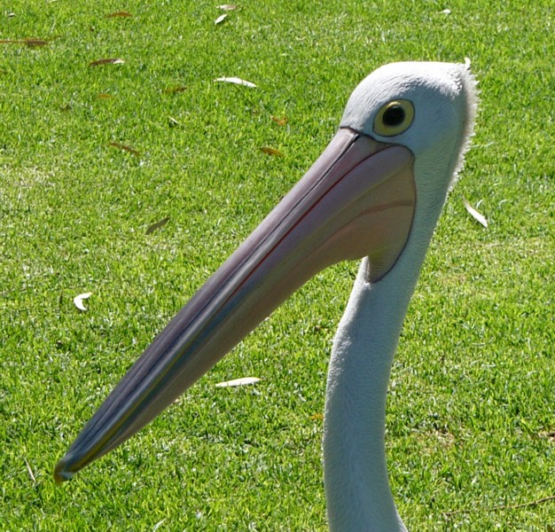 pelican study 3.jpg