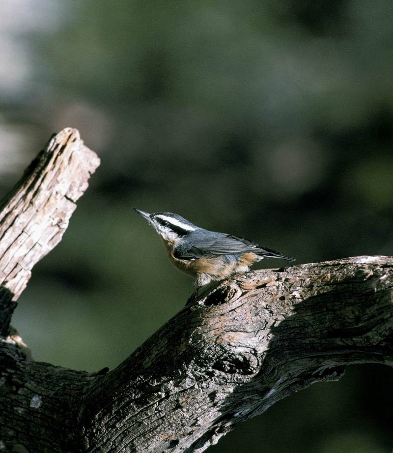 Red-breasted nuthatch.jpg