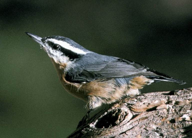 Red-breasted nuthatch (cropped).jpg