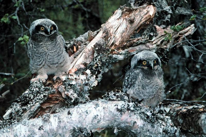 Northern Hawk Owl Chicks.jpg