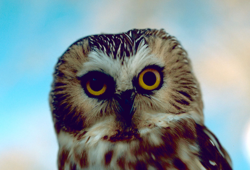 Saw-whet owl.jpg