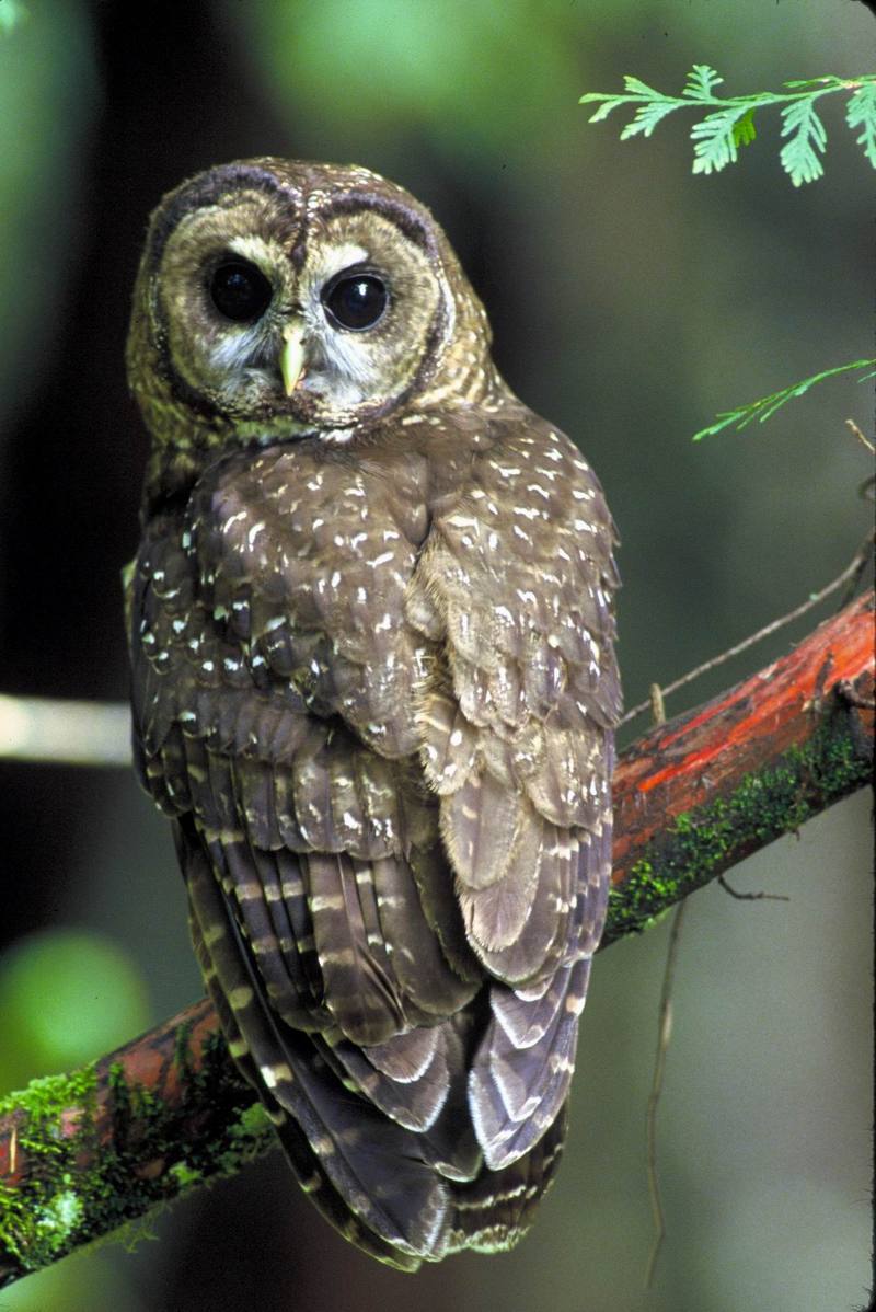 Northern Spotted Owl.jpg