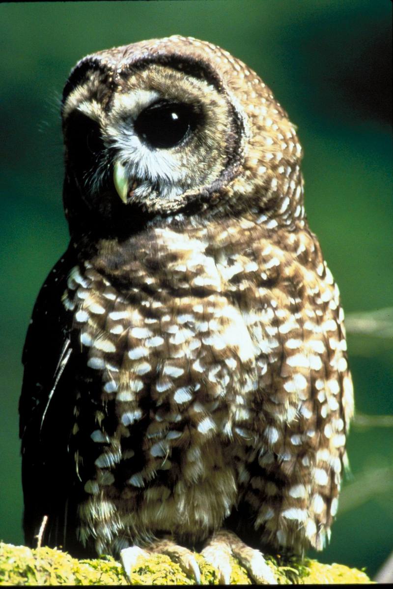 Northern Spotted Owl.jpg