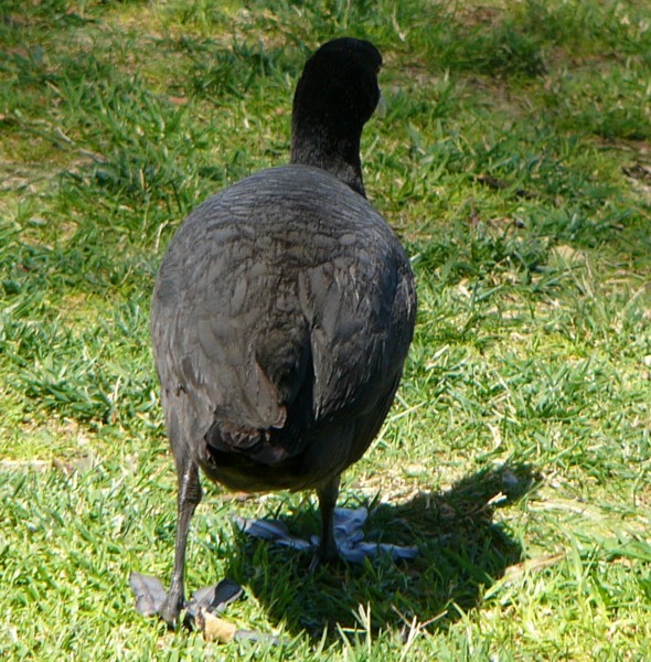 young coot.jpg