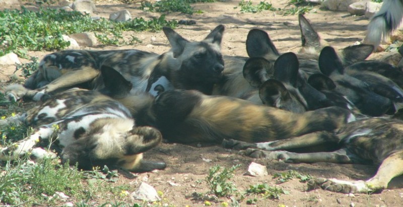 African dogs 4.jpg