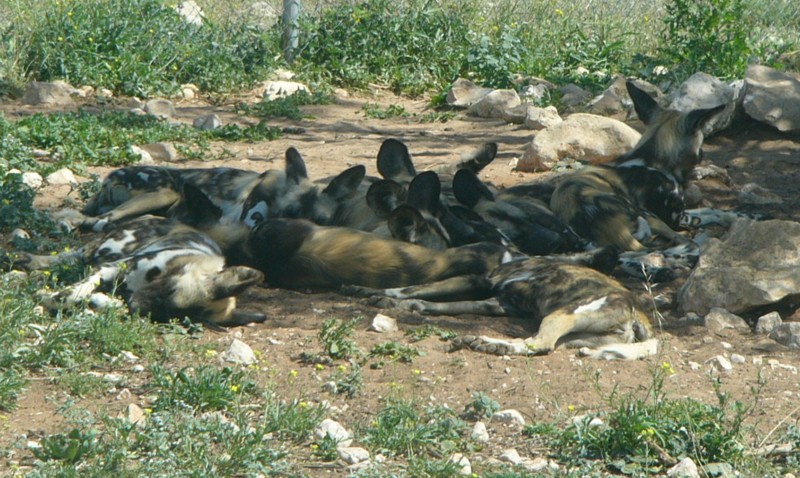African dogs 5.jpg