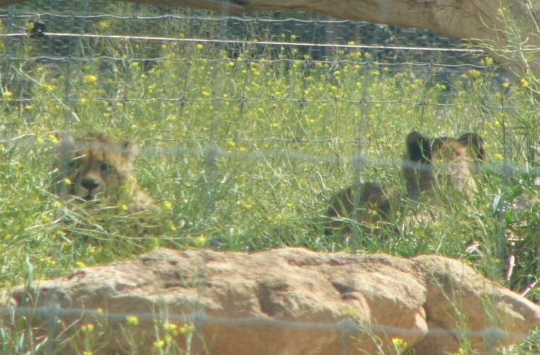 cheetah cubs.jpg