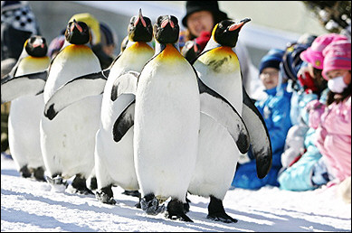 penguins on parade.jpg