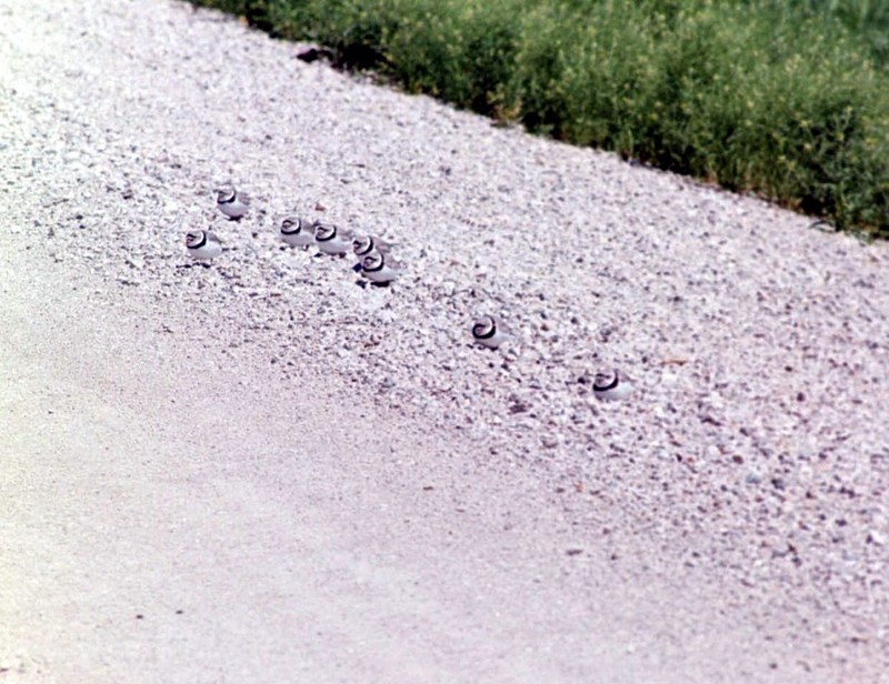 Piping Plovers.jpg