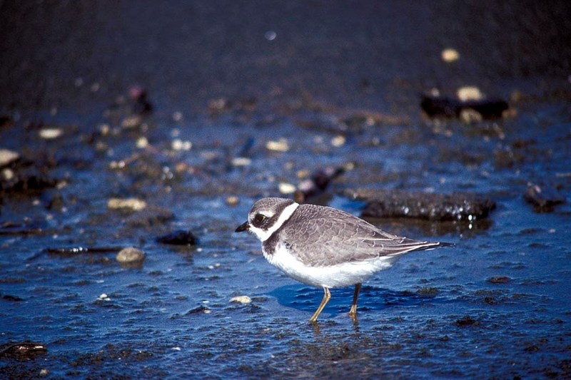 Semipalmated Plover.jpg