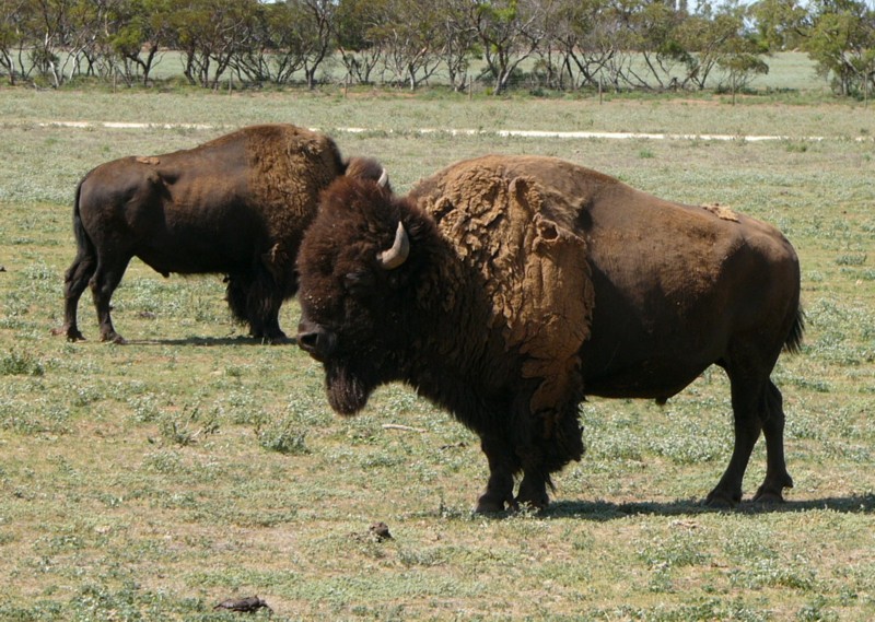 bison 2.jpg