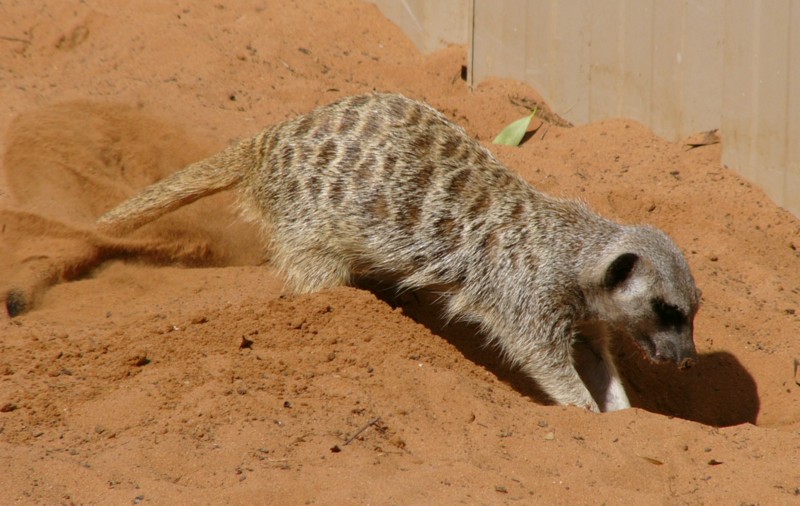 meerkats 4.jpg