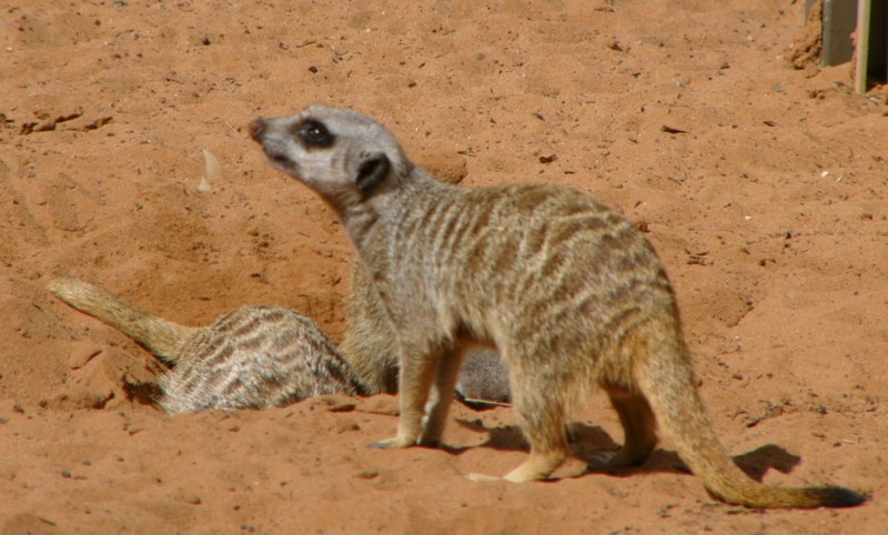 meerkats 5.jpg