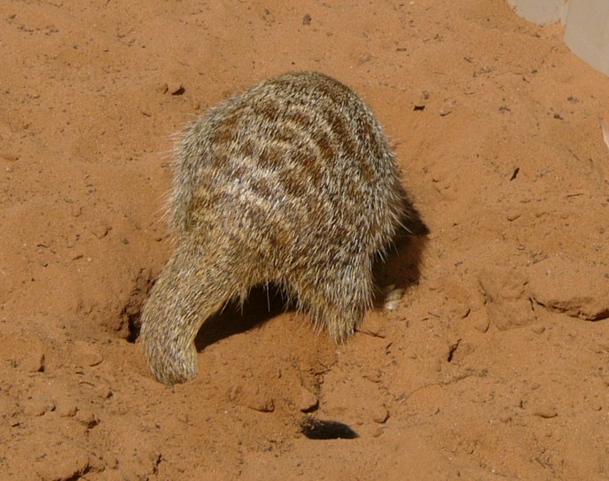 meerkats 6.jpg