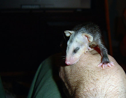 Baby Possum.jpg