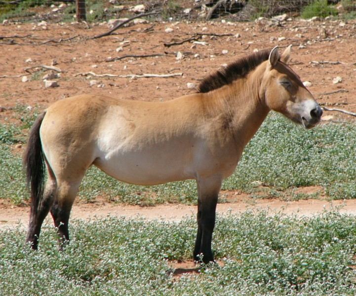mongolian pony.jpg