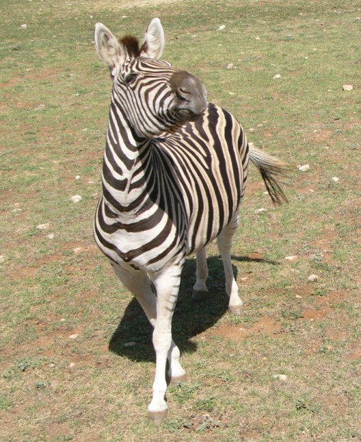 Zebra query.jpg