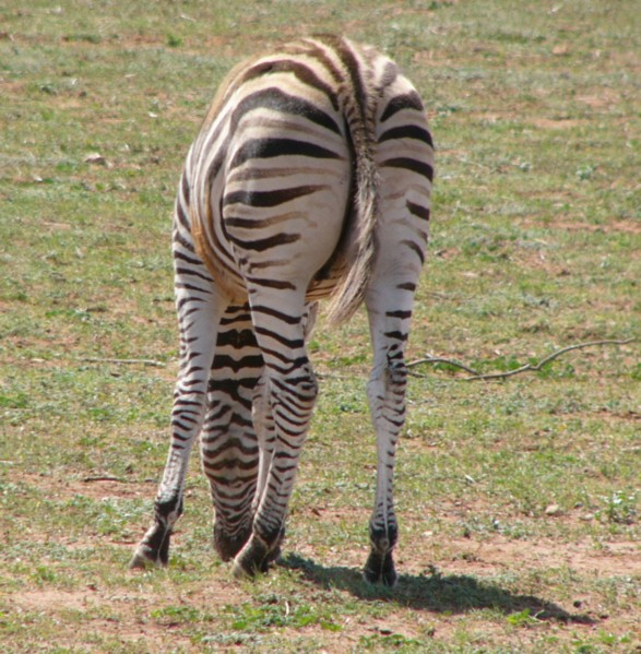 zebra bum.jpg