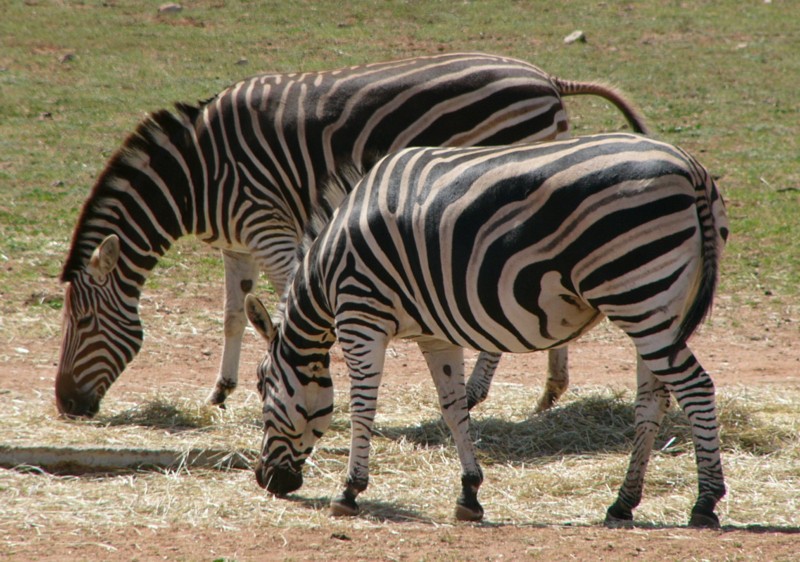 zebra pair.jpg