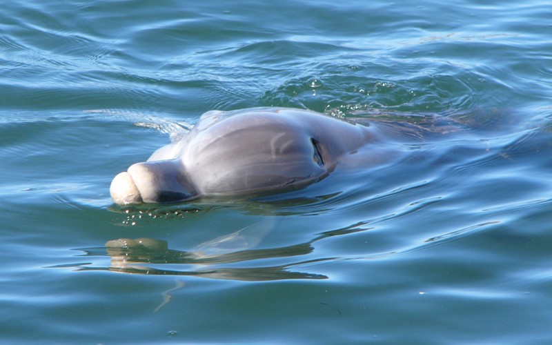 dolphin 2.jpg