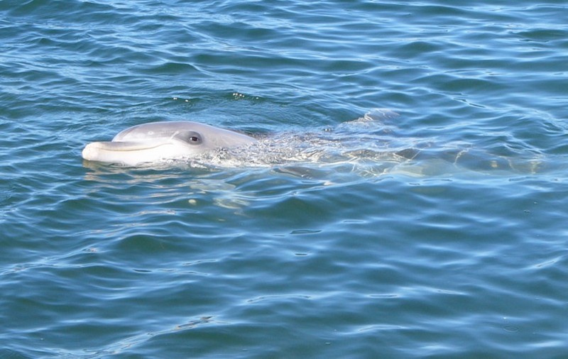 dolphin 1.jpg
