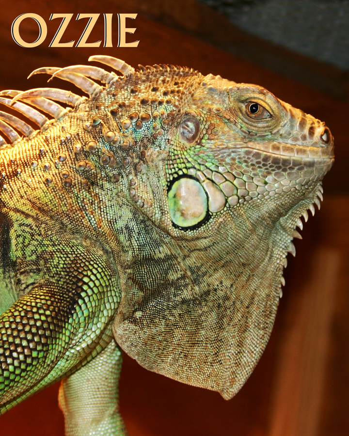 Ozzie2.jpg