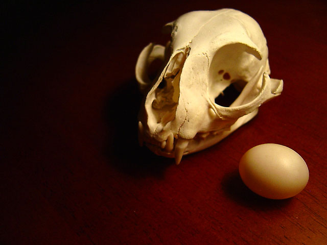 Skull Egg 3.jpg