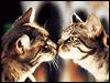 kiss 100.gif