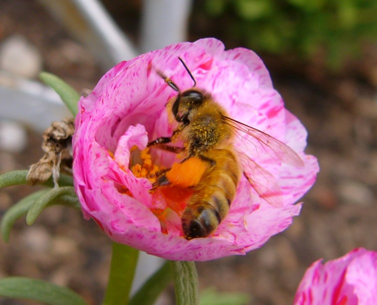 bee spinagain.jpg