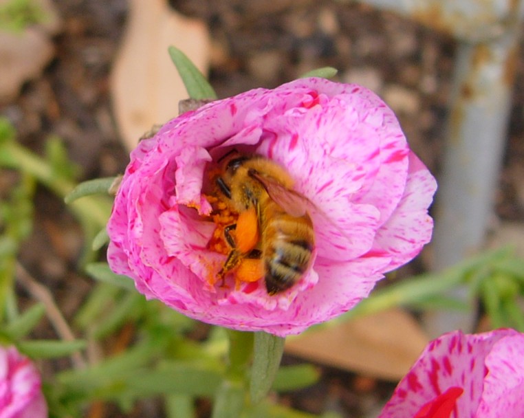 bee spin.jpg