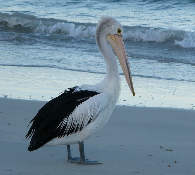 pelican c.jpg