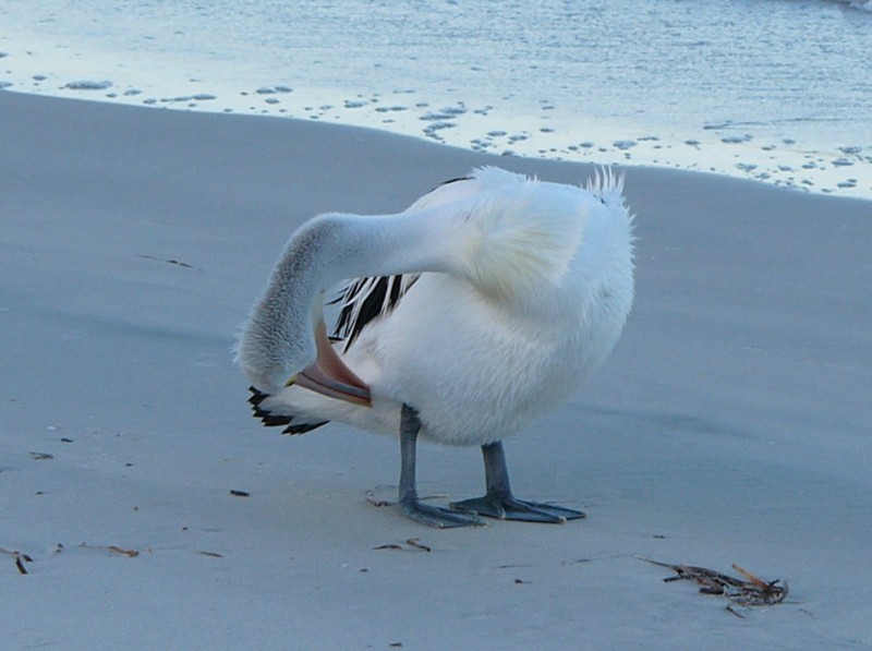 pelican b.jpg