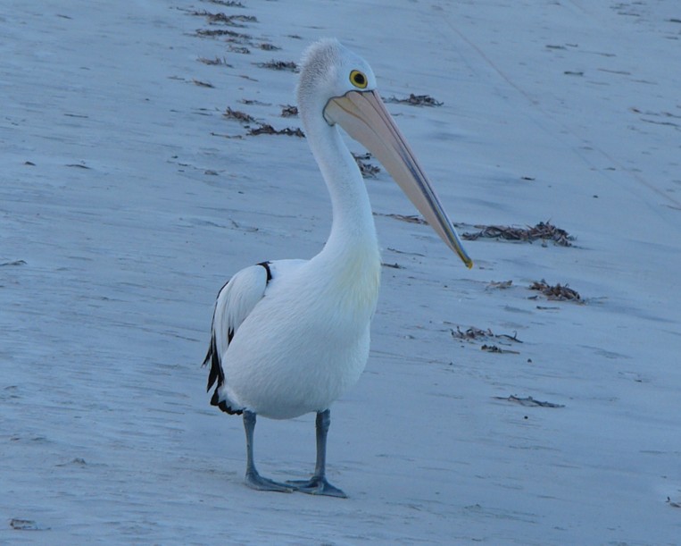 pelican a.jpg