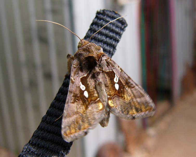 moth on strap.jpg