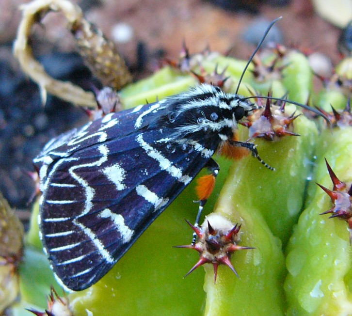 zebra moth 3.jpg
