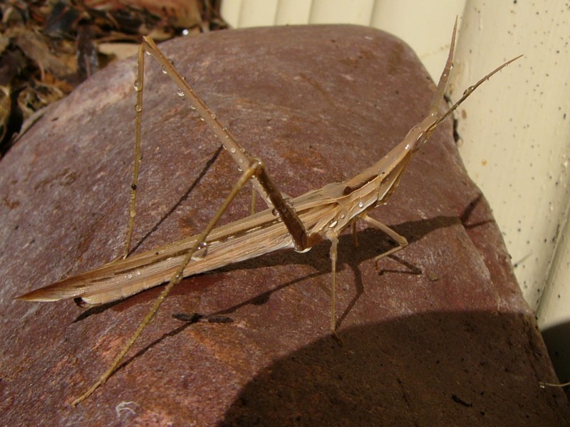 grasshopper 2.jpg