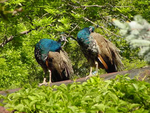 pair of peacocks.JPG