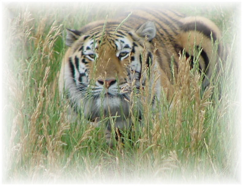 Stalking Tiger.JPG