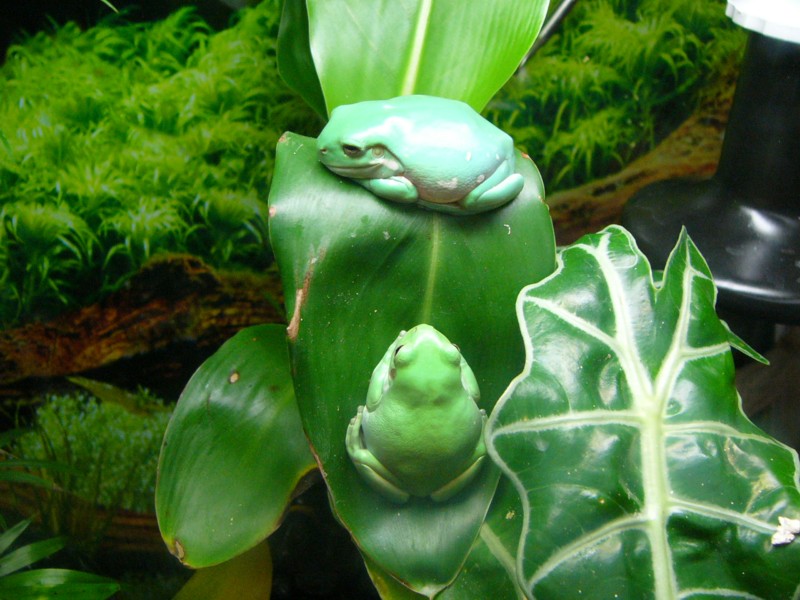 tree frogs 1.jpg