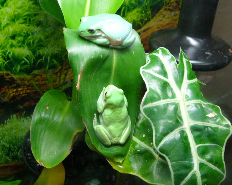 tree frogs 2.jpg