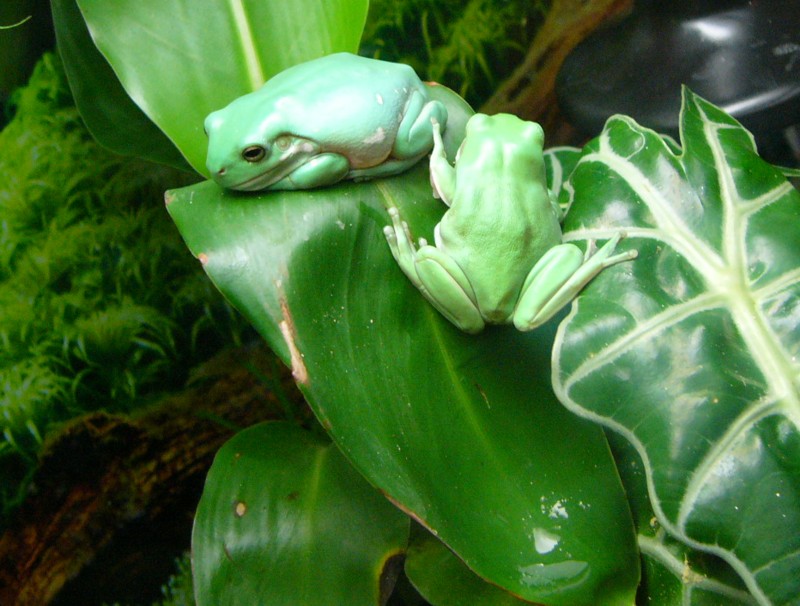 tree frogs 3.jpg