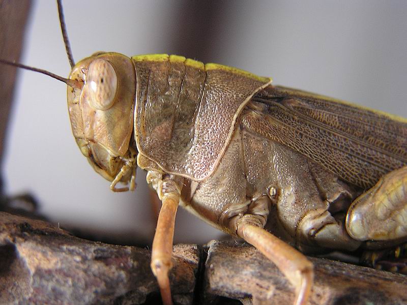hopper.jpg