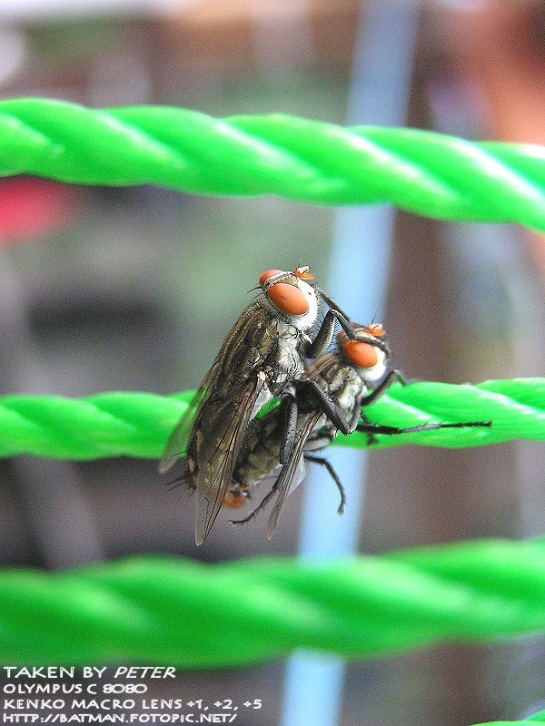 fly mating.jpg