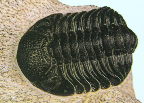 Trilobytes 010.JPG