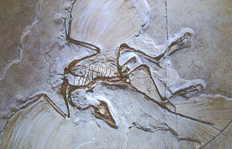 archaeopterix.jpg