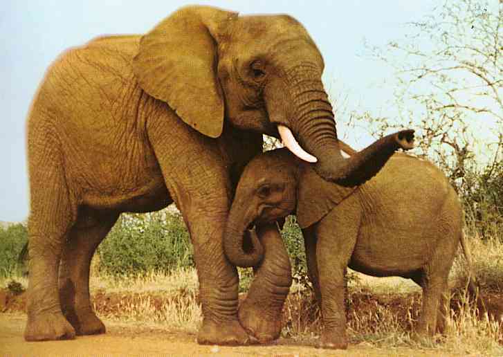 Mother-African ElephantTR-by Trudie Waltman.jpeg