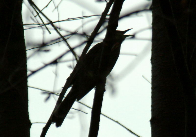 DSCF1204.jpg